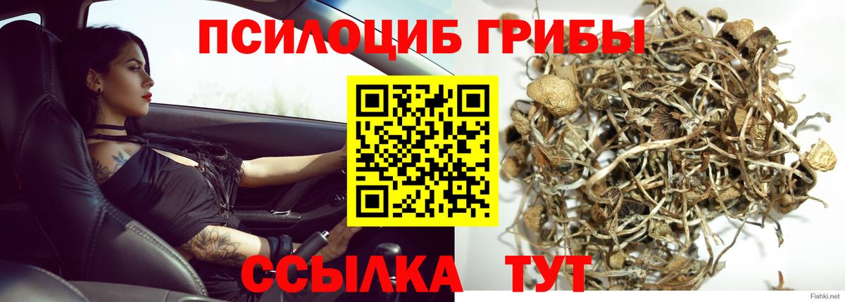 Галлюциногенные грибы Psilocybine cubensis Кузнецк